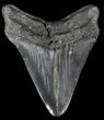 Fossil Megalodon Tooth - South Carolina #50480-2